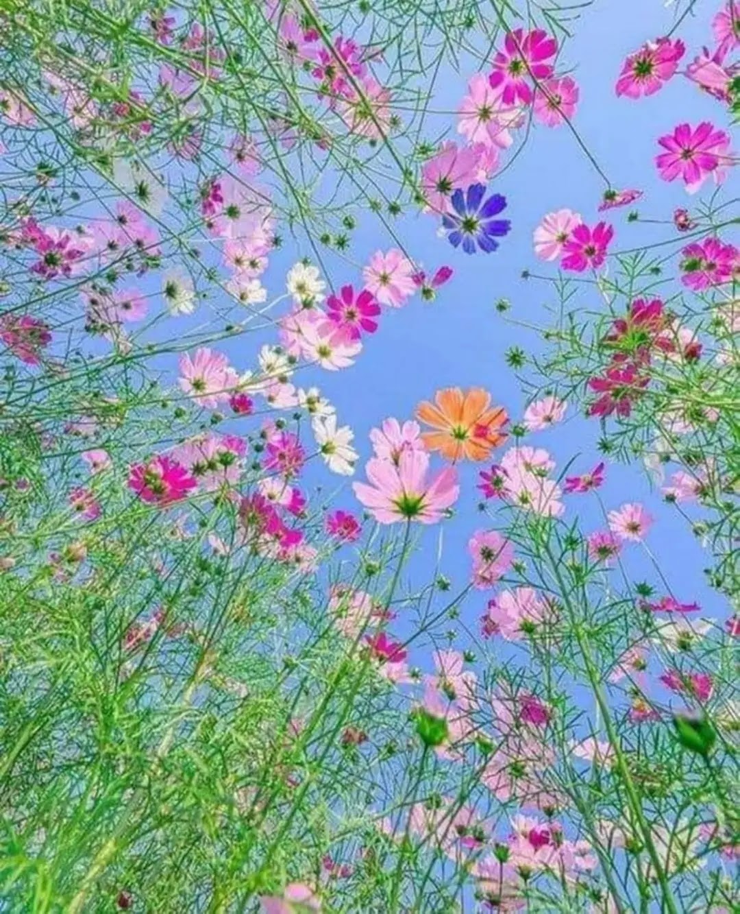 gp_6a4ef2d24f528